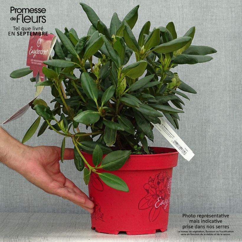 Example of Rhododendron yakushimanum Easydendron Bohlken's Laura Topf mit 4L/5L as you get in automne