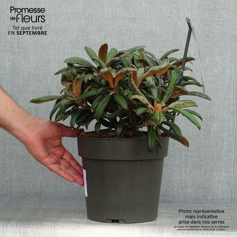 Example of Rhododendron yakushimanum Koichiro Wada Topf mit 4L/5L as you get in automne