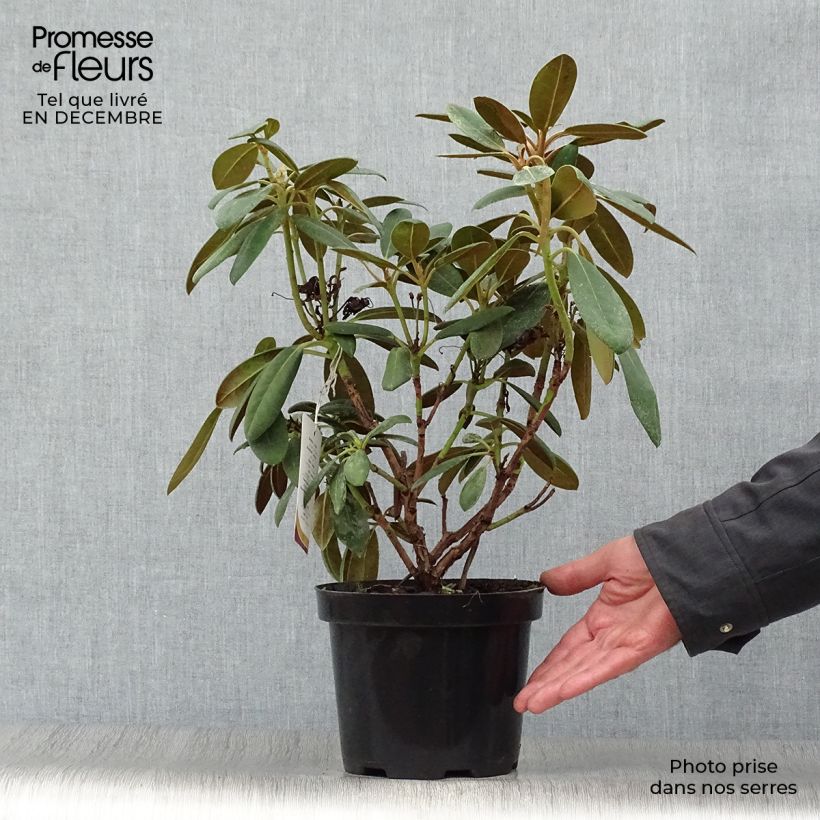 Exemplar von Rhododendron yakushimanum Porzellan Topf mit 3L/4L wie im Winter geliefert