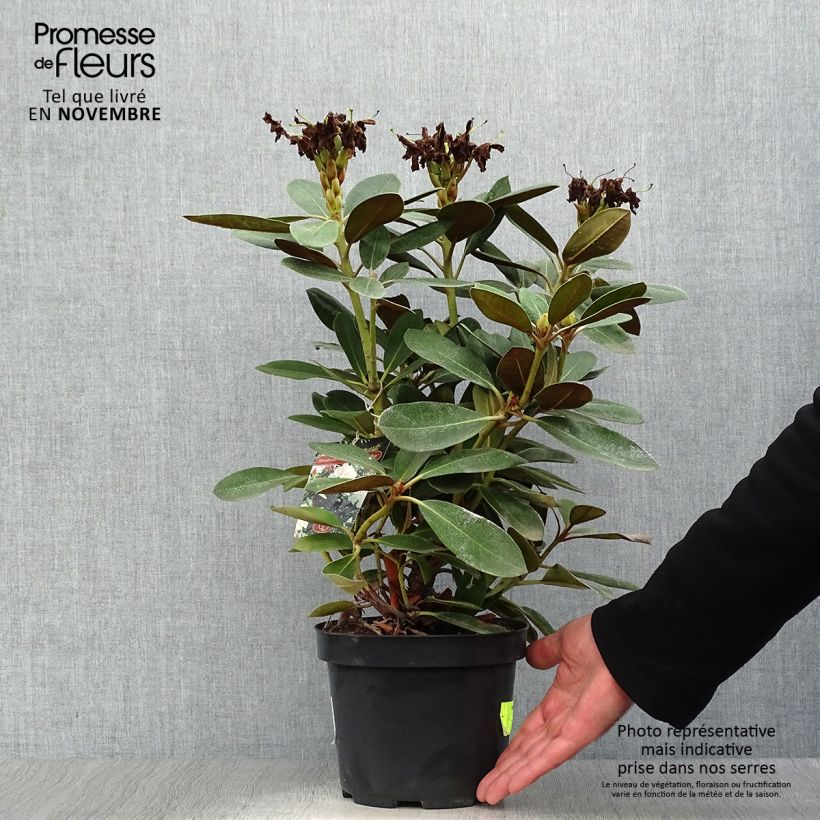 Example of Rhododendron yakushimanum Silberwolke Topf mit 3L/4L as you get in automne