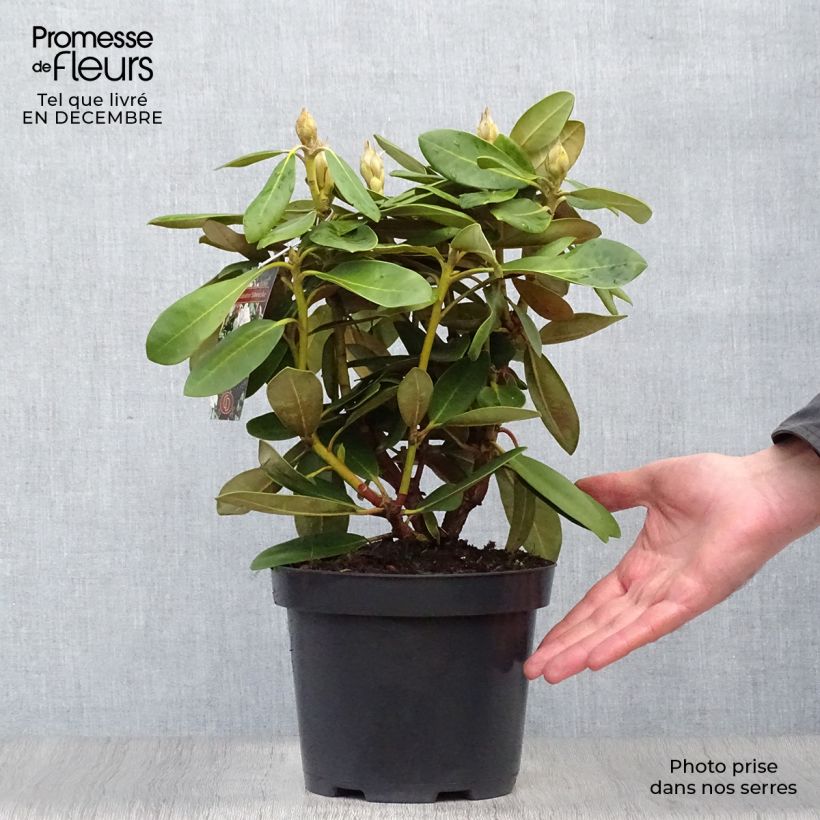 Exemplar von Rhododendron yakushimanum Silberwolke Topf mit 3L/4L wie im Winter geliefert