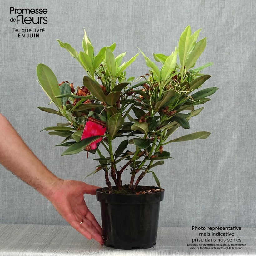 Exemplar von Rhododendron yakushimanum Sneezy Topf mit 2L/3L wie im Sommer geliefert