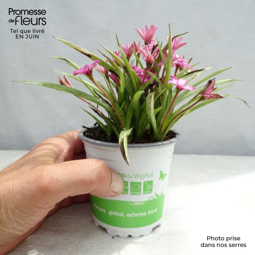 Example of Rhodohypoxis Fairytale - Grasstern Topf mit 1,5L/2L as you get in ete