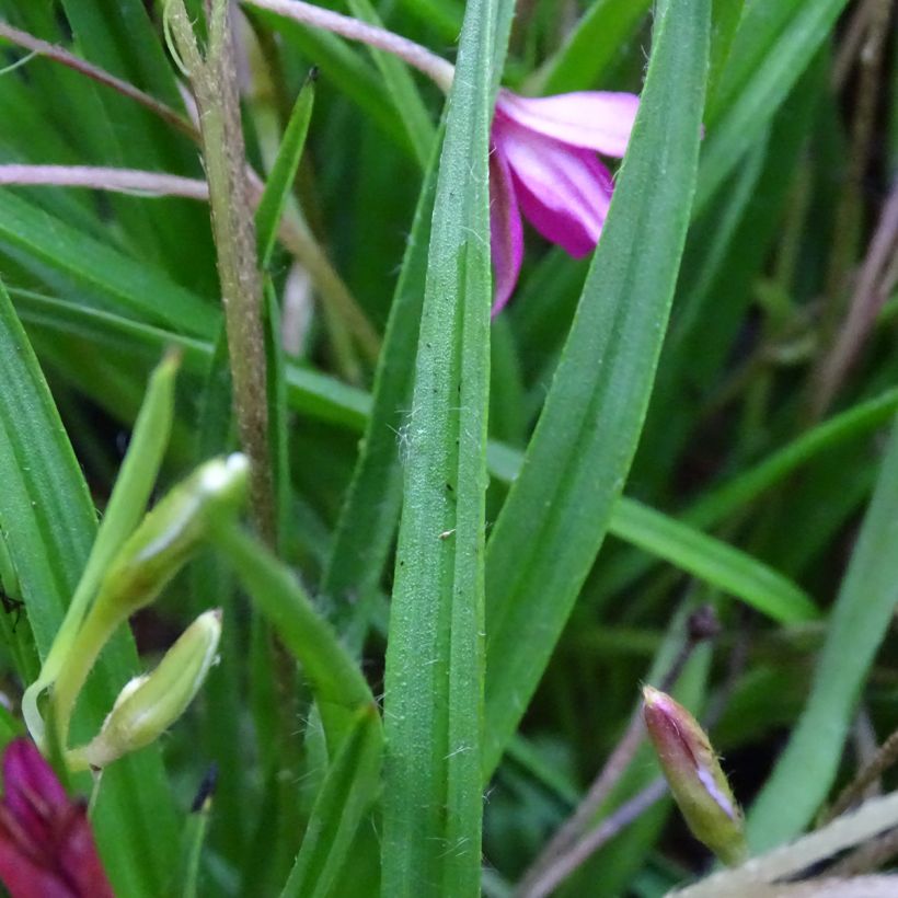 Rhodohypoxis Fairytale - Grasstern (Foliage)