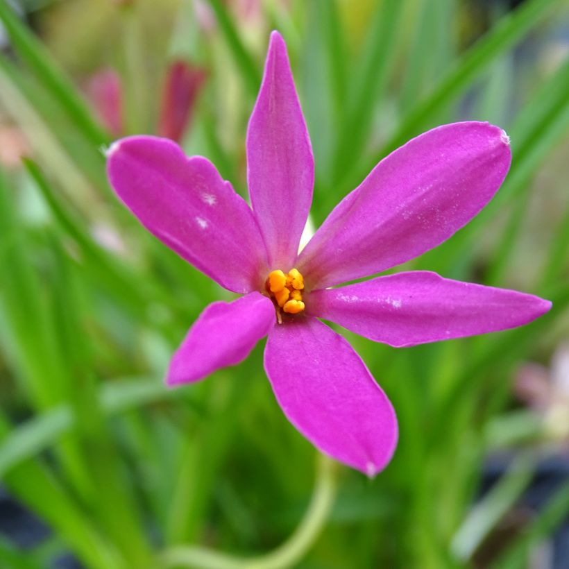 Rhodohypoxis Fairytale - Grasstern (Flowering)