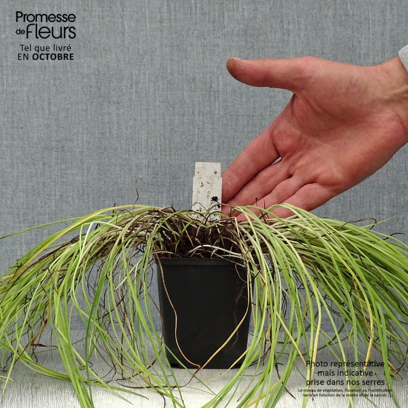 Example of Rhodohypoxis Fairytale - Grasstern Kleine Töpfe von 8/9 cm as you get in automne