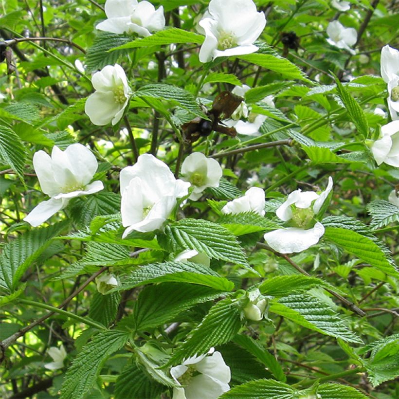 Rhodotypos scandens - Weiße Rosenkerrie (Flowering)