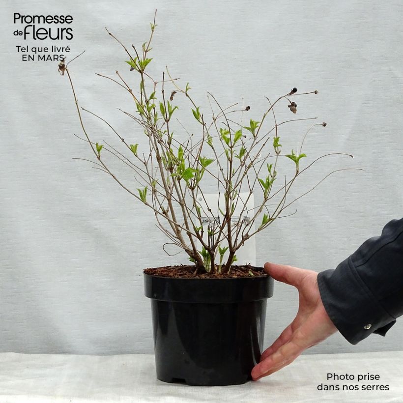 Exemplar von Rhodotypos scandens - Weiße Rosenkerrie Topf mit 3L/4L wie im Frühjahr geliefert