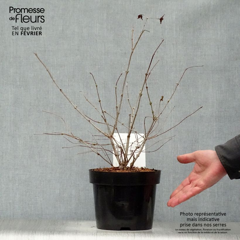 Exemplar von Rhodotypos scandens - Weiße Rosenkerrie Topf mit 3L/4L wie im Winter geliefert