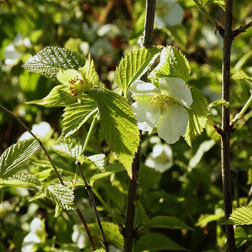 Rhodotypos scandens - Weiße Rosenkerrie (Blüte)