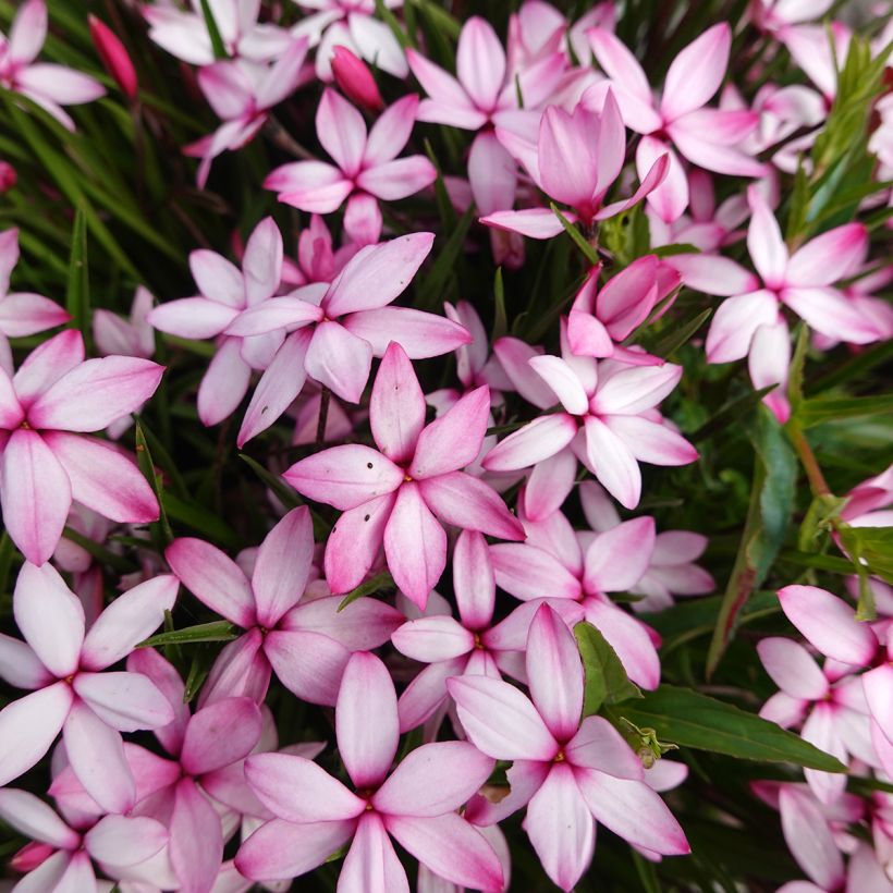 Rhodoxis Abigail - Grasstern (Blüte)