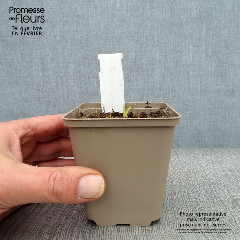 Exemplar von Rhodohypoxis Fairy Kisses - Grasstern Kleine Töpfe von 8/9 cm wie im Winter geliefert