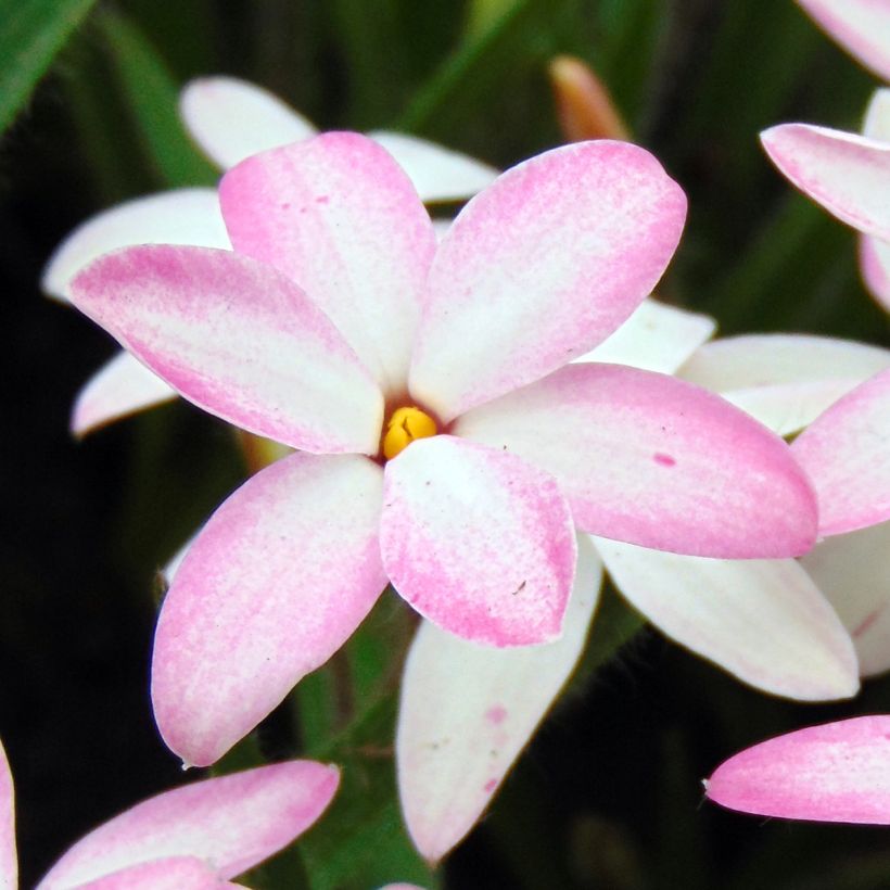 Rhodohypoxis Fairy Kisses - Grasstern (Flowering)
