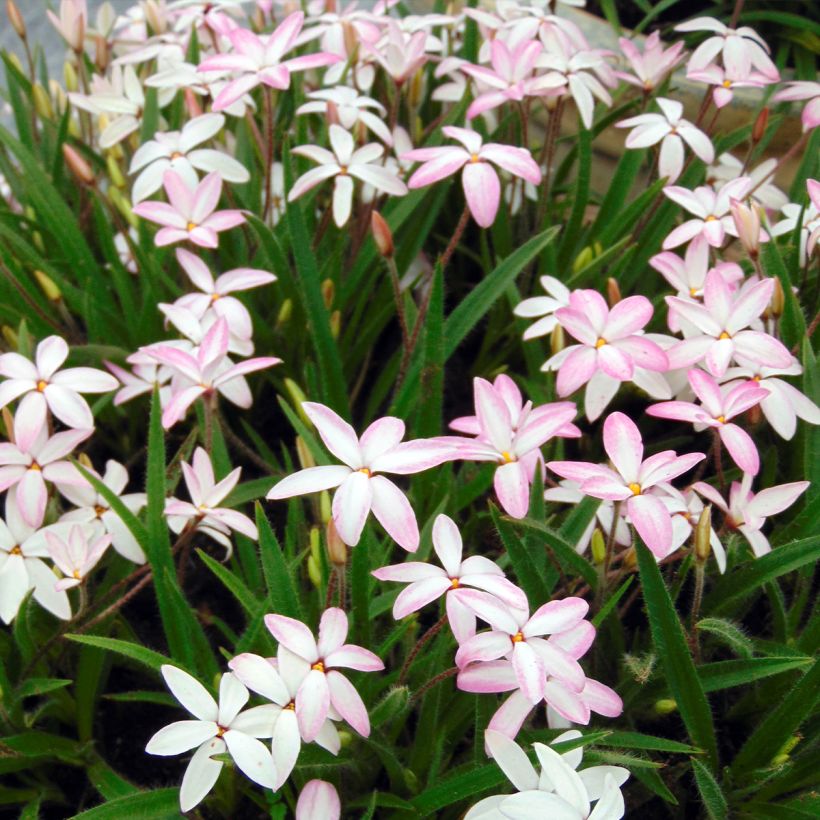 Rhodohypoxis Fairy Kisses - Grasstern (Plant habit)