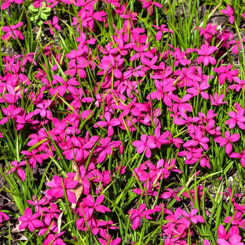 Rhodoxis Red Alert - Grasstern (Hafen)