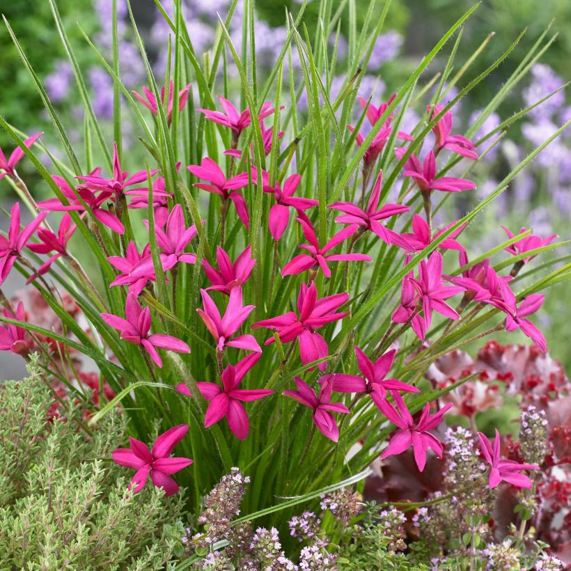 Rhodohypoxis Beverly - Grasstern (Flowering)