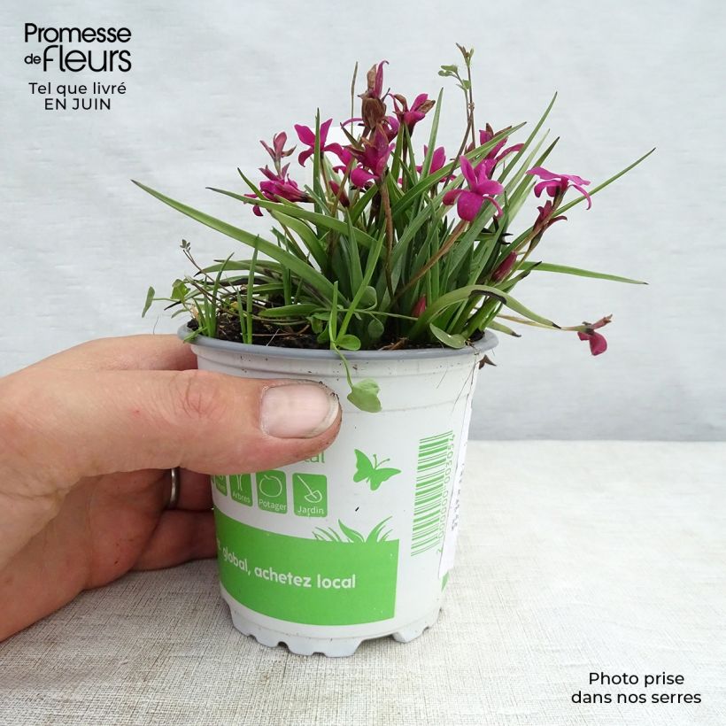 Example of Rhodohypoxis Beverly - Grasstern Topf mit 1,5L/2L as you get in ete