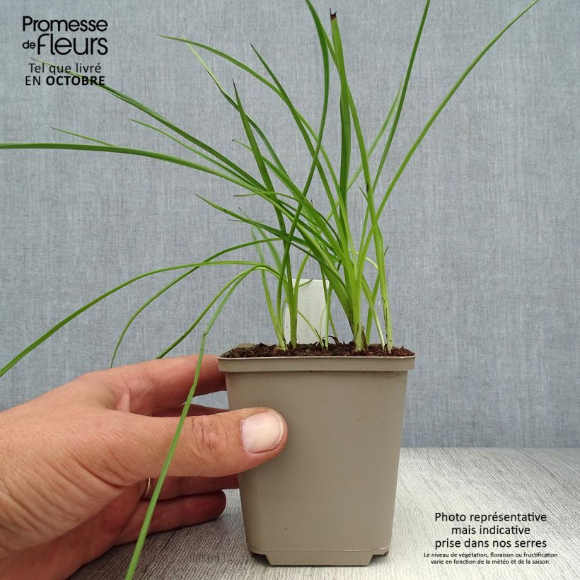 Example of Rhodohypoxis Beverly - Grasstern Kleine Töpfe von 8/9 cm as you get in automne