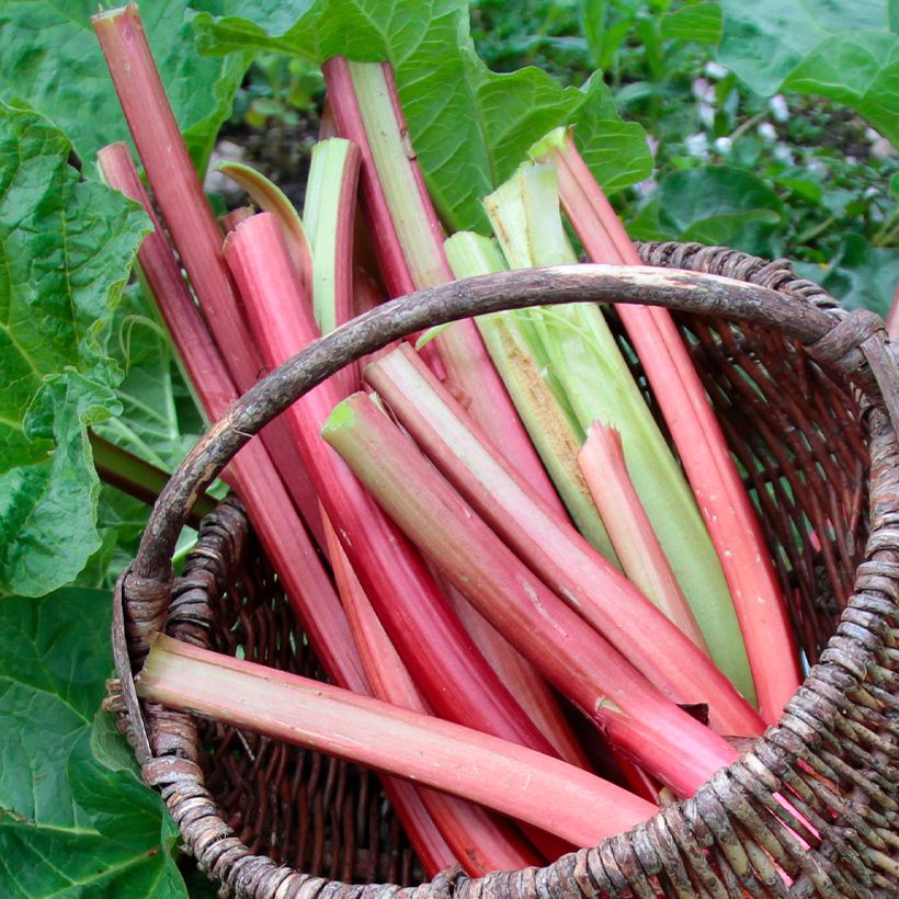 Rhabarber Frambozen Rood (Harvest)