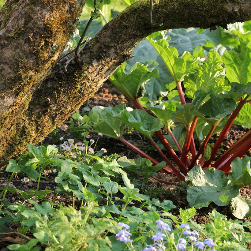 Rhabarber Frambozen Rood (Plant habit)