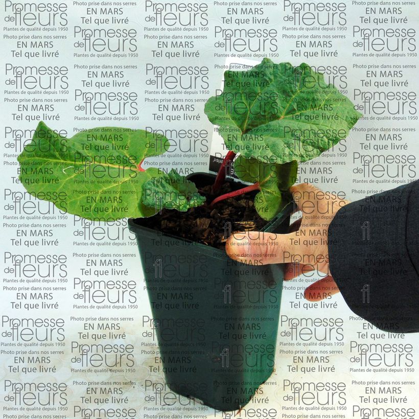 Example of Rhapontik-Rhabarber Fulton's Strawberry Surprise Topf mit 1L/1,5L as you get