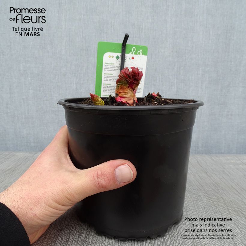 Example of Rhabarber Mikoot Topf mit 2L/3L as you get in hiver
