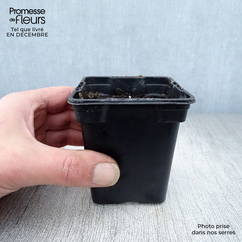 Exemplar von Rhapontik-Rhabarber - Rheum raponticum Kleine Töpfe von 8/9 cm wie im Winter geliefert