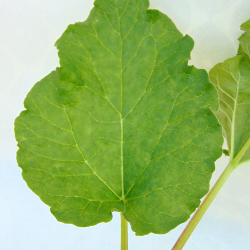 Rhapontik-Rhabarber - Rheum raponticum (Foliage)