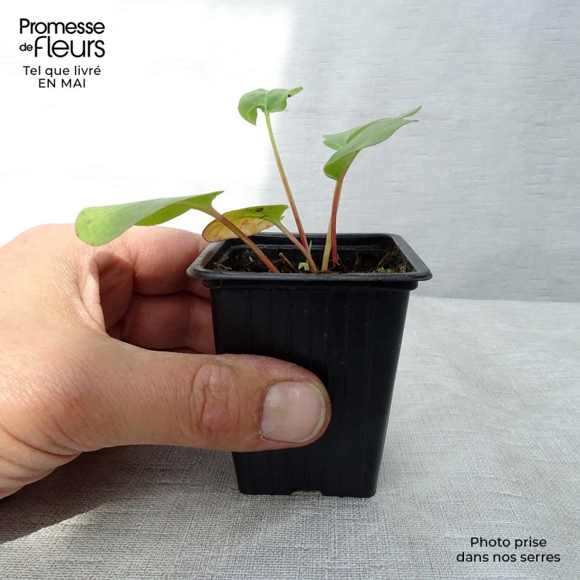 Exemplar von Rhapontik-Rhabarber - Rheum raponticum Kleine Töpfe von 8/9 cm wie im Frühjahr geliefert