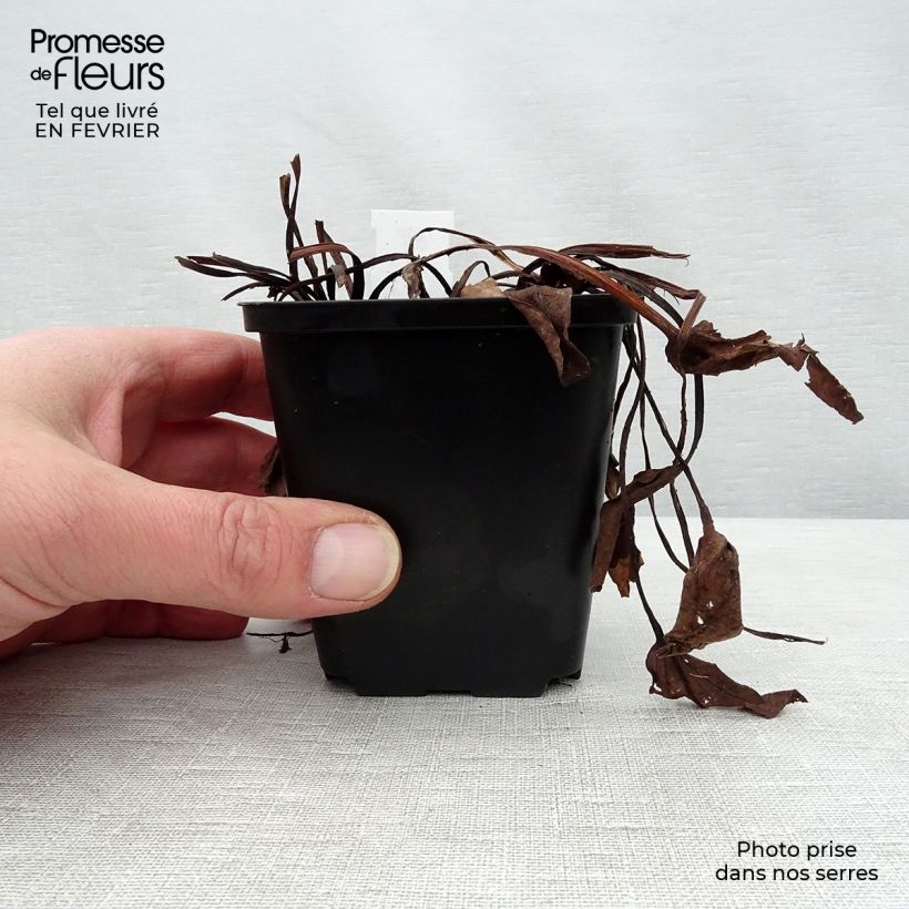 Exemplar von Rheum alexandrae - Alexandra-Rhabarber Kleine Töpfe von 8/9 cm wie im Winter geliefert