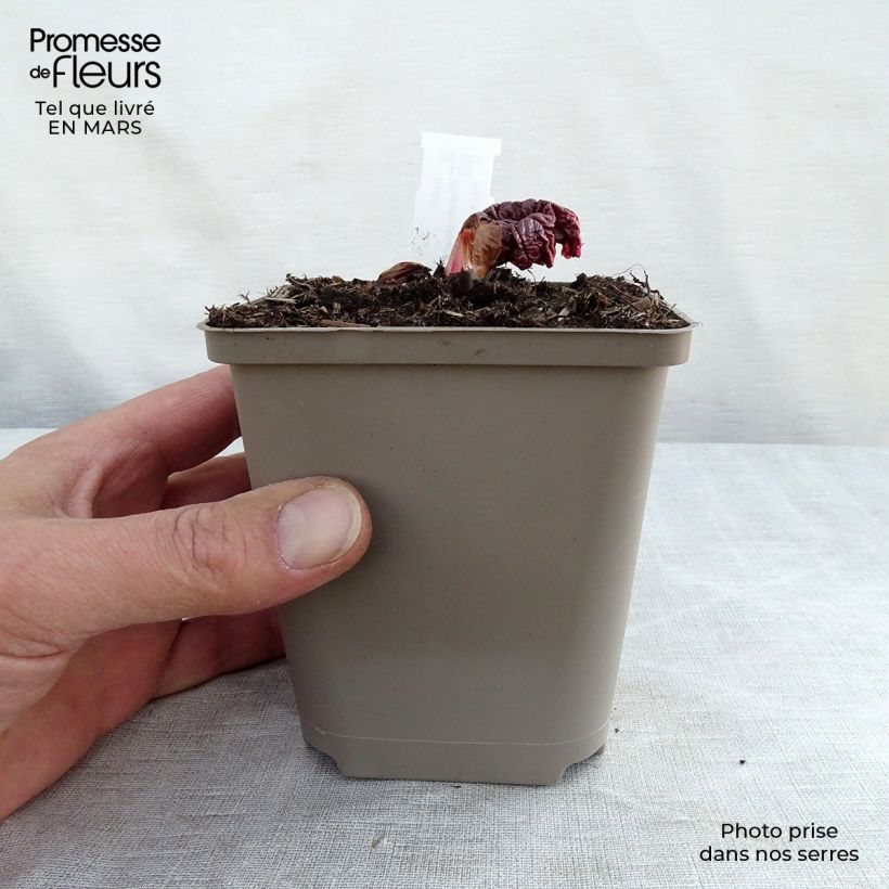 Exemplar von Rheum palmatum var. tanguticum - Handlappiger Rhabarber Kleine Töpfe von 8/9 cm wie im Frühjahr geliefert