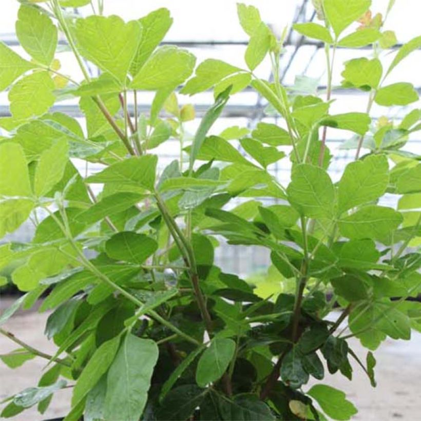 Rhus aromatica Gro-Low - Duftende Sumach (Foliage)