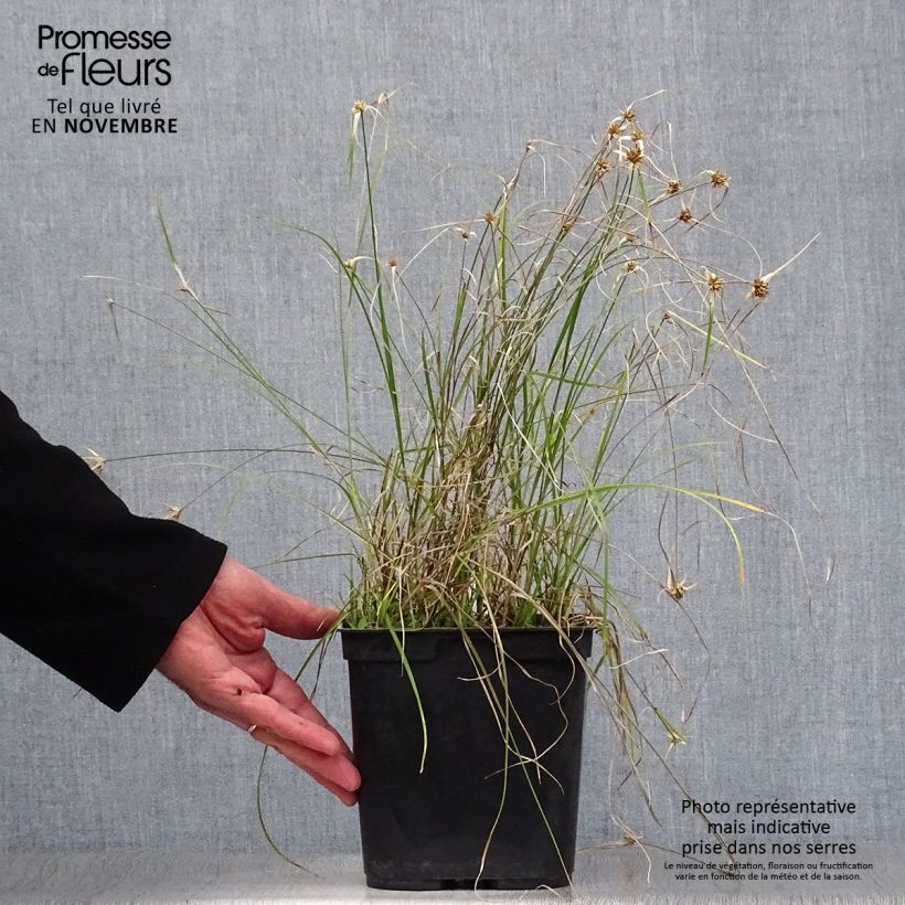 Example of Rhynchospora colorata - Sterntänzer Topf mit 2L/3L as you get in automne
