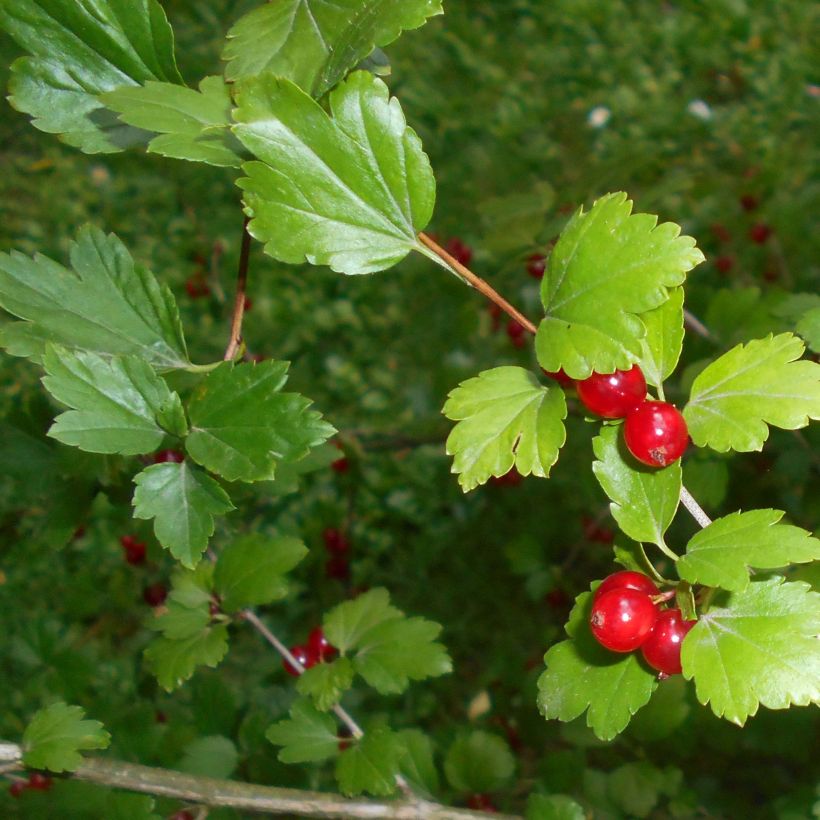 Alpen-Johannisbeere - Ribes alpinum (Foliage)