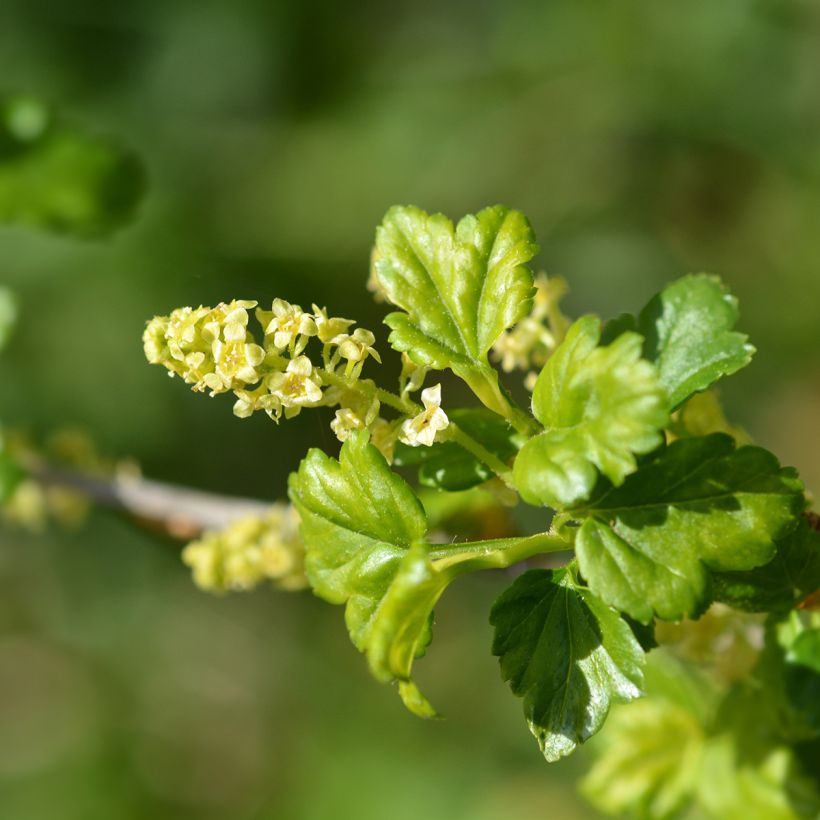 Alpen-Johannisbeere - Ribes alpinum (Blüte)