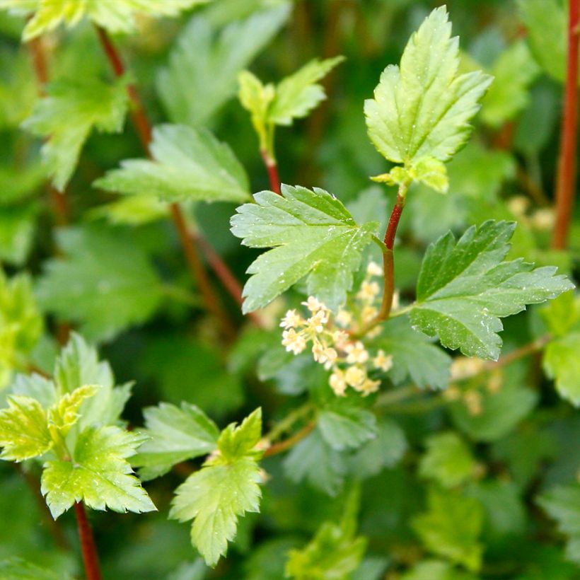 Alpen-Johannisbeere Schmidt - Ribes alpinum (Foliage)