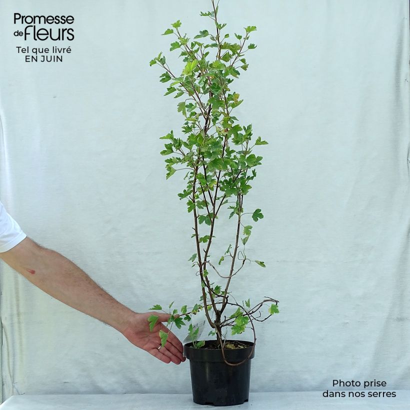 Exemplar von Gordon-Johannisbeere - Ribes gordonianum Topf mit 3L/4L wie im Sommer geliefert