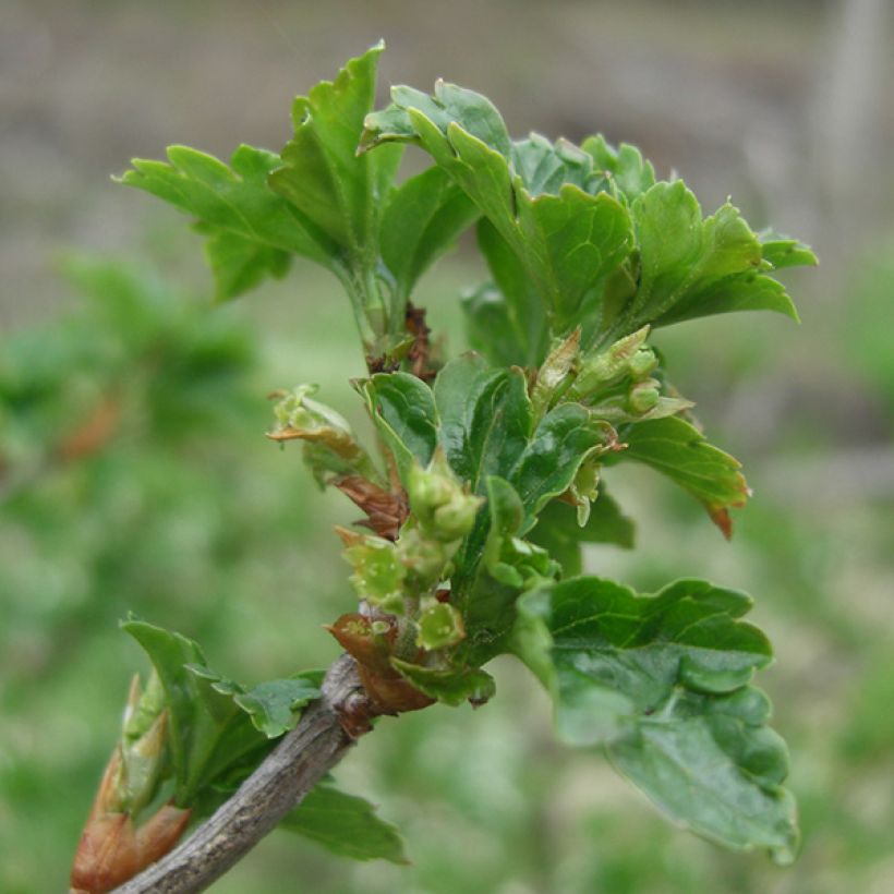 Schwarze Johannisbeere Andega (Foliage)