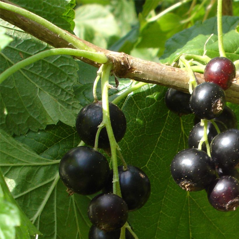 Schwarze Johannisbeere Andega (Harvest)