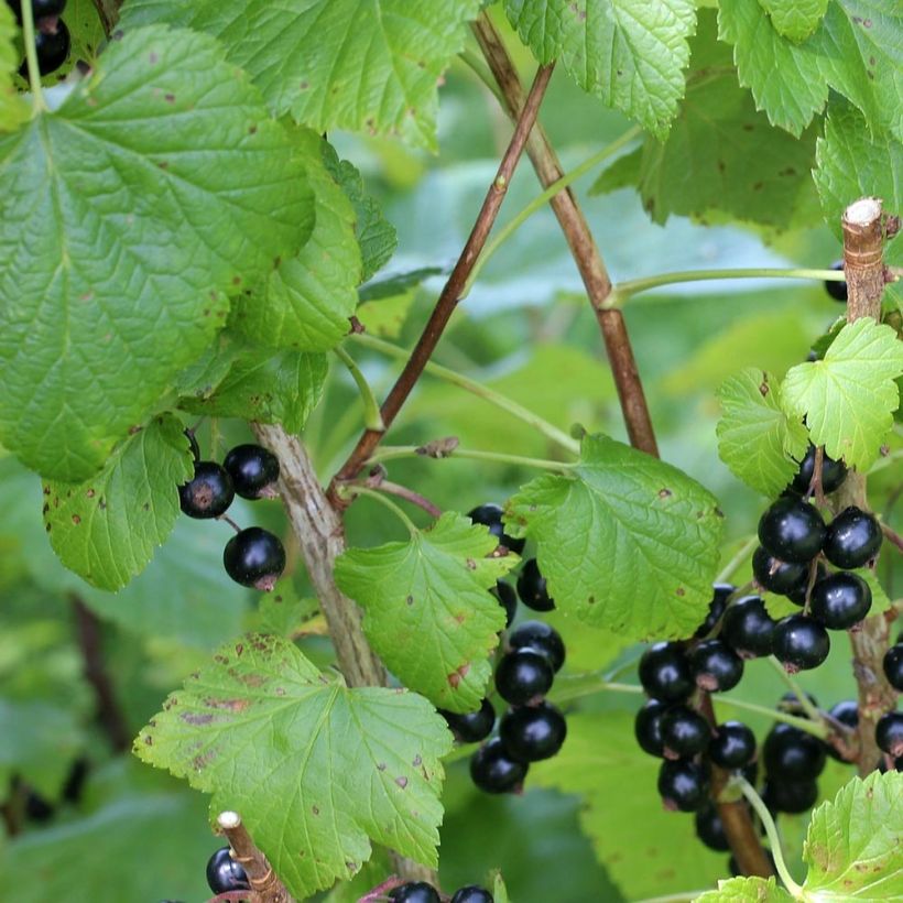 Schwarze Johannisbeere Little Black Sugar 'Nimue' (Foliage)