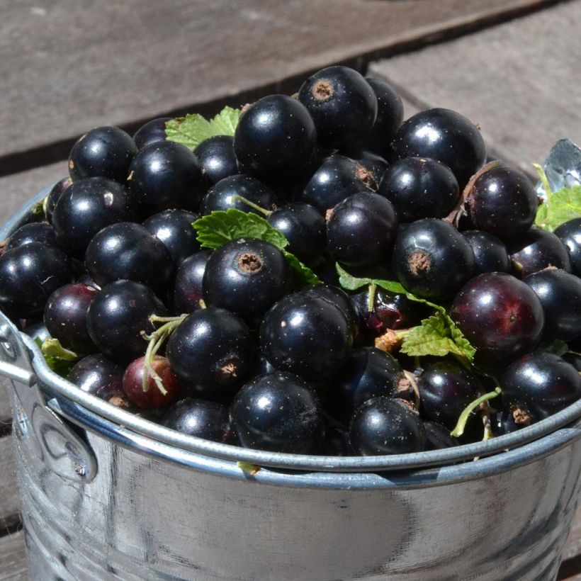 Schwarze Johannisbeere Little Black Sugar 'Nimue' (Harvest)