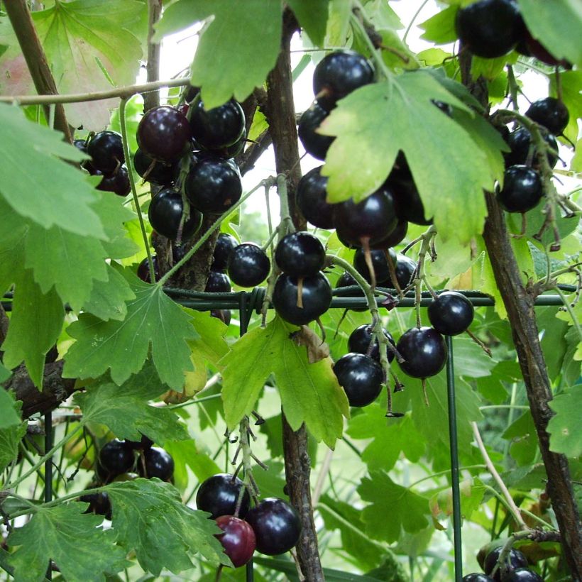 Gold-Johannisbeere - Ribes odoratum (Harvest)