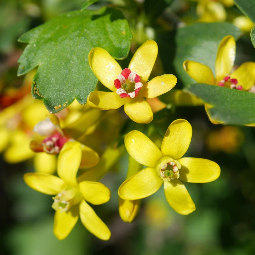 Gold-Johannisbeere - Ribes odoratum (Blüte)