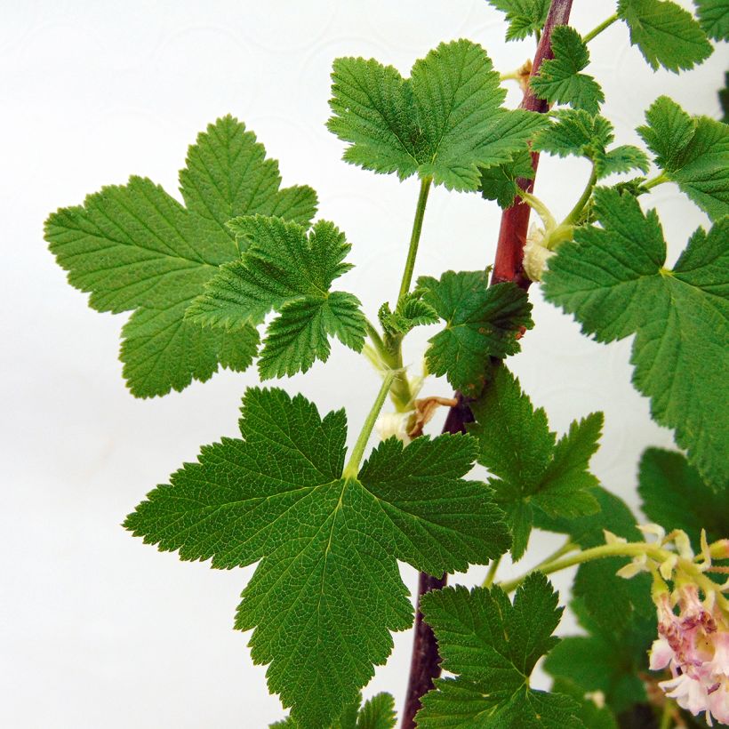 Blut-Johannisbeere - Ribes sanguineum (Foliage)
