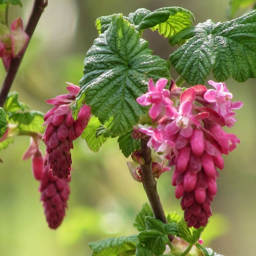 Blut-Johannisbeere - Ribes sanguineum (Flowering)