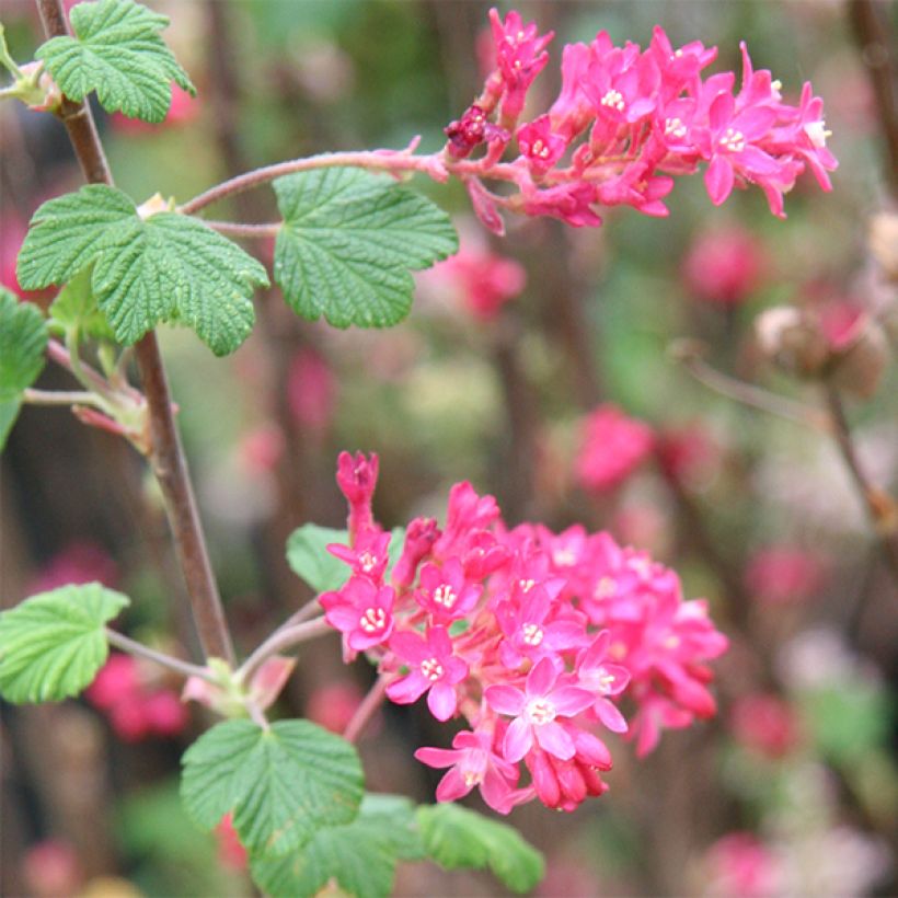 Blut-Johannisbeere King Edward VII - Ribes sanguineum (Flowering)