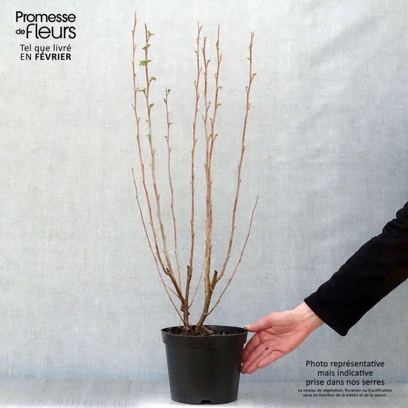 Exemplar von Blut-Johannisbeere King Edward VII - Ribes sanguineum Topf mit 3L/4L wie im Winter geliefert