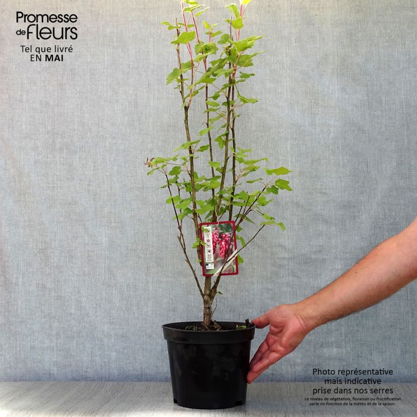 Exemplar von Blut-Johannisbeere King Edward VII - Ribes sanguineum Topf mit 3L/4L wie im Frühjahr geliefert