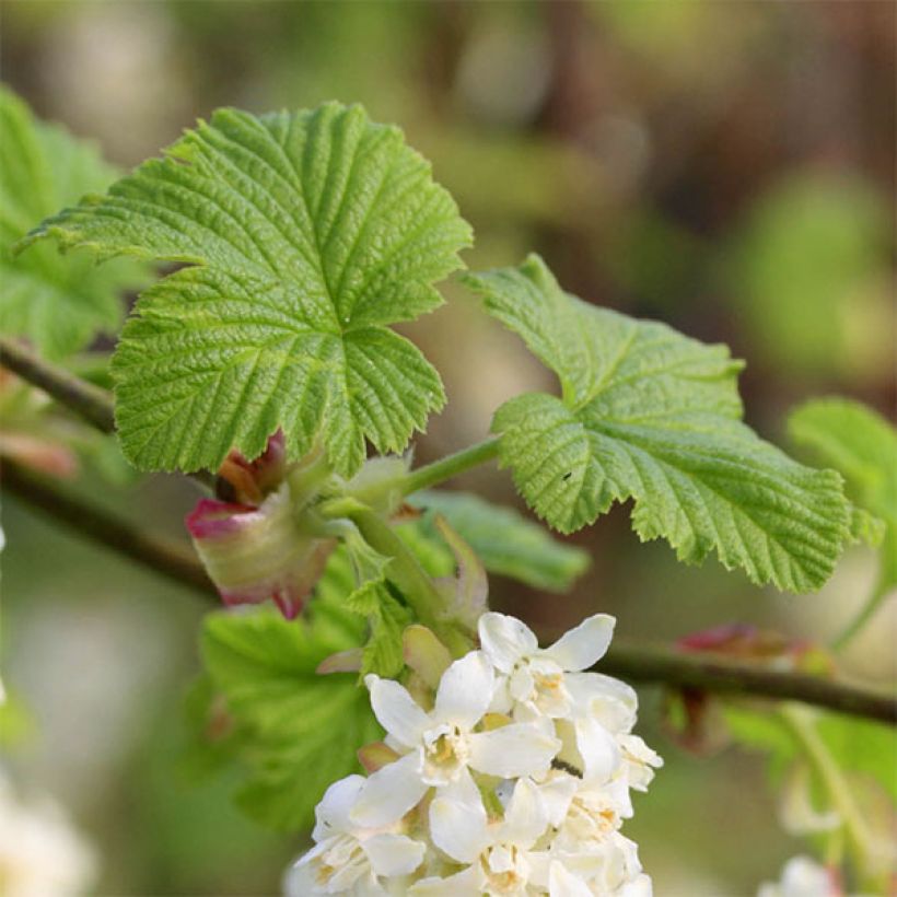Blut-Johannisbeere White Icicle - Ribes sanguineum (Foliage)