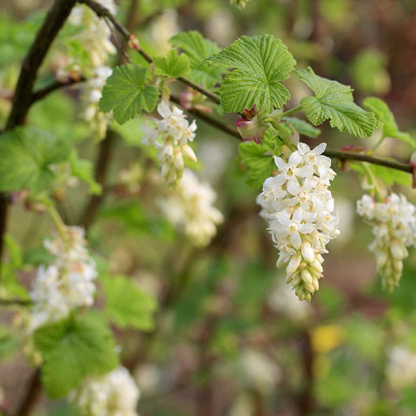 Blut-Johannisbeere White Icicle - Ribes sanguineum (Flowering)
